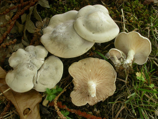 Clitopilus  cystidiatus       Hauskn. & Noordel.